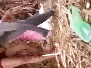 Aiden सेक्सी पिक्चर फुल मूवी स्टार और डेज़ी